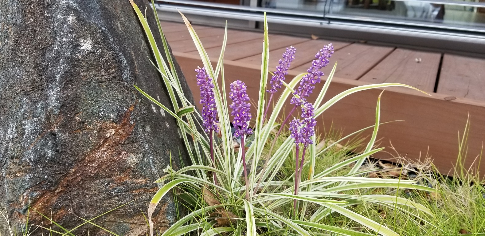 最近の庭事情 近藤建設興業